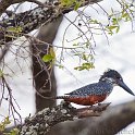 slides/IMG_3231.jpg giant, kingfisher, bird, colour, feather, safari, zambesi, zambia, wildlife SAVF13 - Victoria Falls - Giant Kingfisher